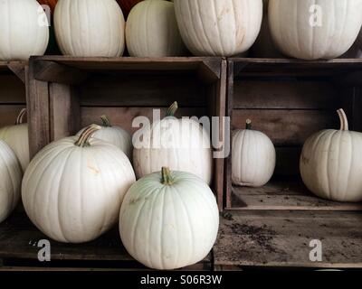 White pumpkins in wooden crates Stock Photo