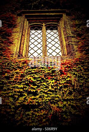 Old window surrounded by ivy (Townely Hall, Burnley) Stock Photo