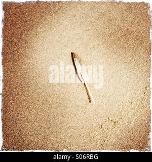 A single feather on a sandy beach Stock Photo