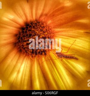 A yellow flower with a bug. Stock Photo