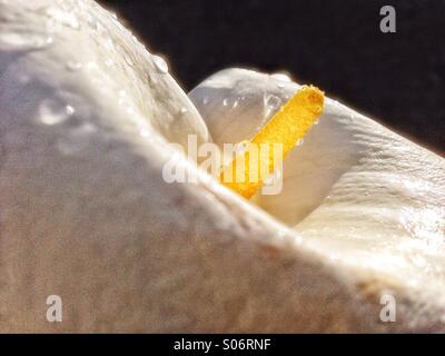 Arum close up #2 Stock Photo