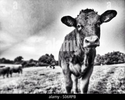 black and white calf Stock Photo - Alamy