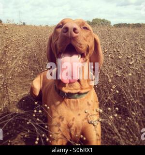 Happy dog Stock Photo
