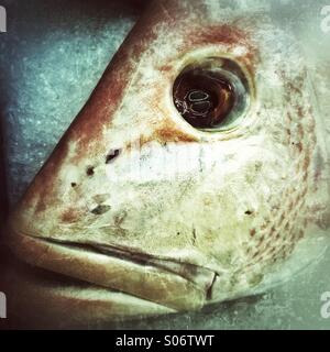 Fish head Stock Photo