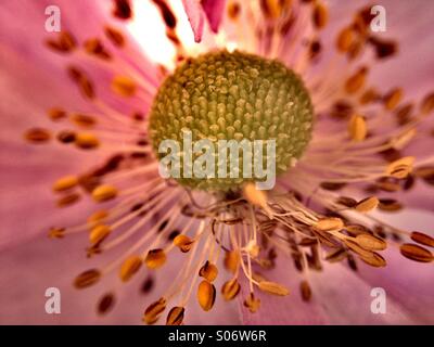 Japanese anemone flower Stock Photo