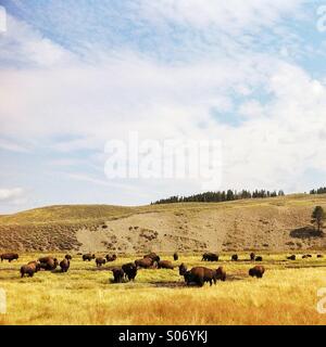 Bison grazing in field, Yellowstone National Park Stock Photo