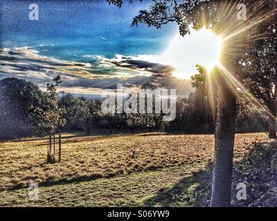 Dog on a hill in a park with sun shining through trees Stock Photo