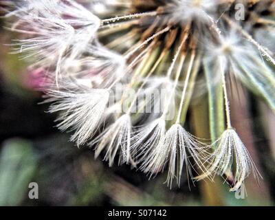 Early morning dew on dandelion seed head Stock Photo