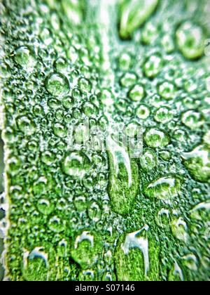 Drops On A Leaf Morning Dew On Green Vegetation Stock Photo Alamy