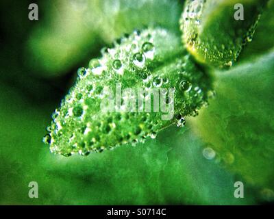 Early morning dew on hypericum leaves Stock Photo