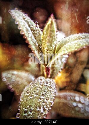 Early morning dew on hypericum leaves Stock Photo