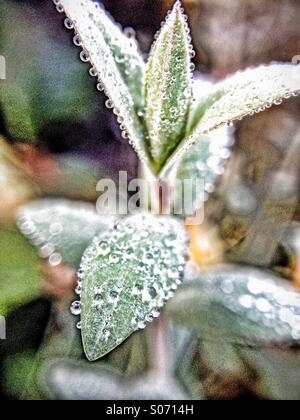 Early morning dew on hypericum leaves Stock Photo