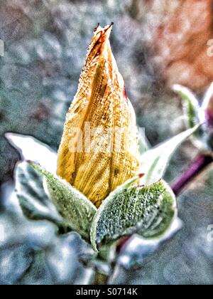 Early morning dew on hypericum flower bud Stock Photo