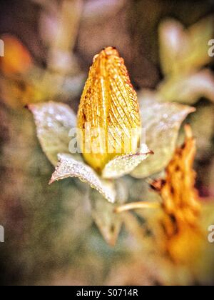 Early morning dew on hypericum flower bud Stock Photo