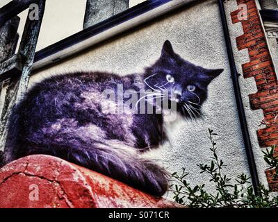 Startled cat on a wall looking to camera Stock Photo