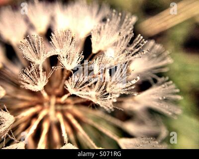 Early morning dew on dandelion seed head Stock Photo