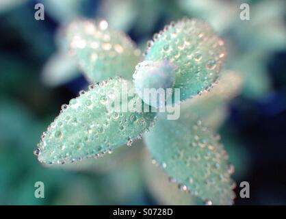 Morning dew on hypericum leaves Stock Photo