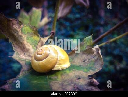 Yellow snail on a leaf. Stock Photo