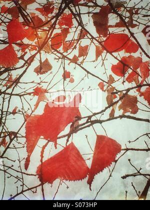 Red leaves on branches Stock Photo