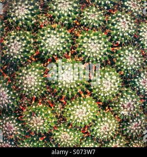 Cacti with sharp spines growing close together Stock Photo