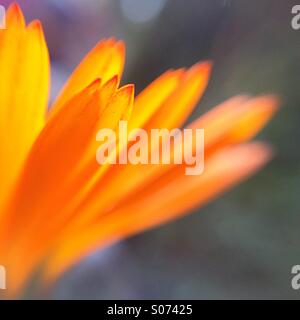 Macro of the petals of an orange flower Stock Photo