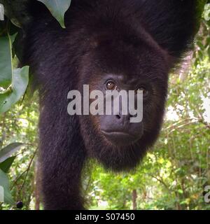 Guatemalan Black Howler Monkey (Alouatta pigra). Wild, endangered, Belize Stock Photo