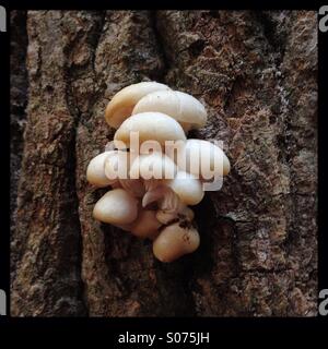 Clump of white mushrooms growing on tree bark. Stock Photo