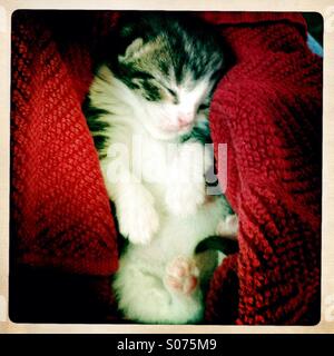 Snug and cozy week old kitten Stock Photo