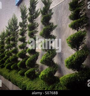 Over prunned trees decorate a hotel in Colonia Roma, Mexico City, Mexico. Cutting trees in this way seriously damage the plants and does not allow birds to build their nests. Stock Photo