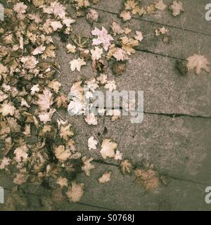 Tree leaves fall to the ground, Autumn Stock Photo