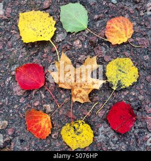 Different coloured autumn leaves arranged on a pavement Stock Photo