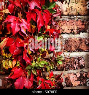 Red autumnal leaves of an ivy bush growing on a wall in Berlin, Germany Stock Photo