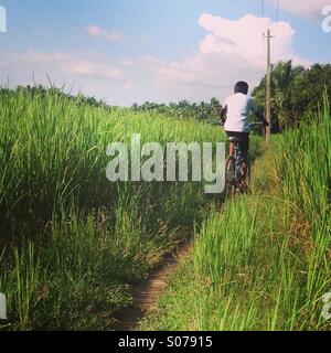 Boy cycling through rice fields in rural Kerala, India Stock Photo