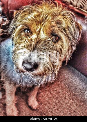 Dog sitting on a sofa looking to camera Stock Photo