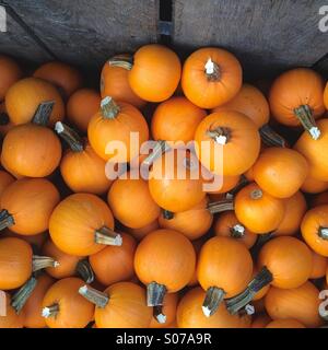 little round pumpkins Stock Photo