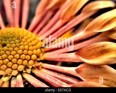 Chrysanthemum flower Stock Photo