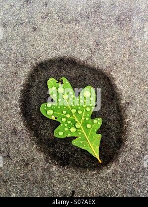 Single leaf with raindropsr Stock Photo