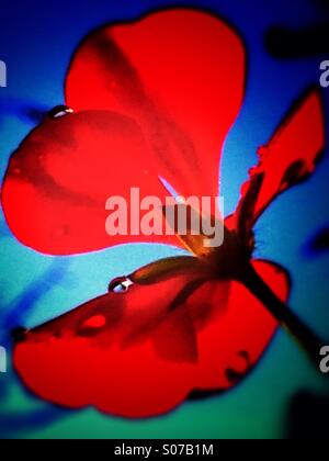 Red geranium flower Stock Photo