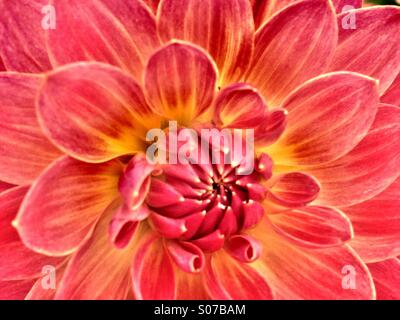 Close up of a dahlia flower Stock Photo