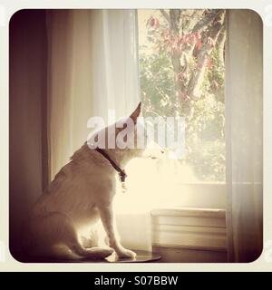 Jack Russell terrier looking out the window Stock Photo