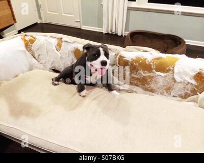 Dog destroys dog outlet bed