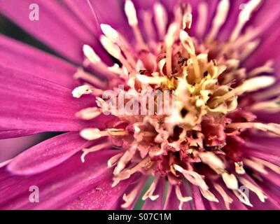 Close up of Michaelmas daisy