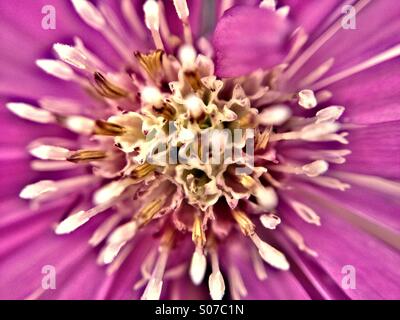 Close up Michaelmas daisy Stock Photo