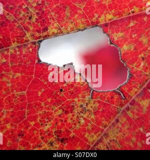 Leaf close up with natural heart shape Stock Photo