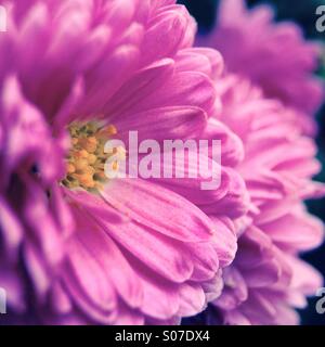 Chrysanthemums close up Stock Photo