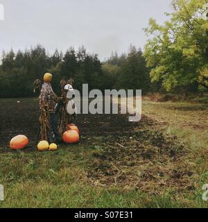 Scarecrows in harvested pumpkin patch in the fall on rainy October day. Stock Photo
