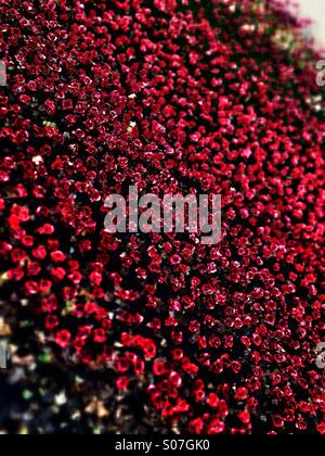 Abstract tilt-shift detail of Blood Swept Lands and Seas of Red ceramic poppies installation by Paul Cummins, Tower of London, red miniatures Stock Photo