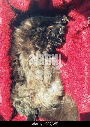 Brown long-haired cat on back on red mohair blanket