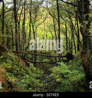 A tree bridge across a stream in the middle of an autumn fall forest in the Brecon Beacons National Park in Wales Stock Photo