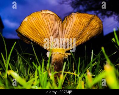 A large Slippery Jack mushroom. Also known as a Sticky Bun Fungus, its Latin name is Suillus luteus. They are edible & grow in the UK from September to November. Stock Photo